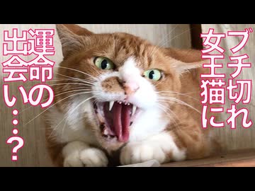ブチ切れた女王猫、運命の出会い…⁉︎