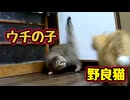 何がおきた・・・？【野良猫】