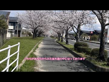水色スライムのまったりポタリング　お花見の裏技