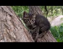 木登りしていた子猫を撮っていたら母猫が飛んできて。。