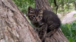 木登りしていた子猫を撮っていたら母猫が飛んできて。。