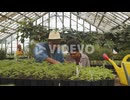 African American Man and Kid Working in Greenhouse Farm