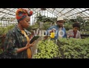 African American Family Using Tablet and Spraying Plants in Greenhouse