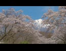 Mt. Fuji and cherry blossoms in full bloom under a blue sky