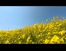 Rapeseed flowers blooming all over the mountain