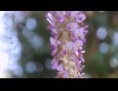 The purple of wisteria flowers is pretty, elegant and alluring.