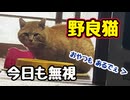 そりゃ意味わからんか…【野良猫】