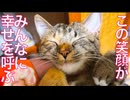 ニコニコ娘猫、ベテラン子猫と逆転する