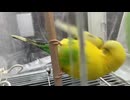 Budgie（１０８０ｐ）