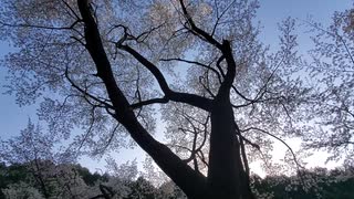 深山にひっそりと咲く大桜を見に行ってきた