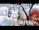 2025年3月31日　農作業日誌P1316　山高神代桜を見に山梨へゴー！