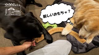 【第33回】運動会と、新しいおもちゃ？と、換毛期？と、干ししいたけ