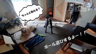 【増刊号】#112 ボール遊びするよー！！