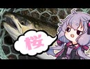 デカいマスを求め再び東古屋湖へやって来た男たちを実況する結月ゆかり【VOICEROIDフィッシング】
