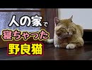 ※この後ハデにやらかします…【野良猫】