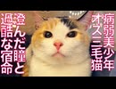 儚い病弱美少年オス三毛猫、その宿命の先