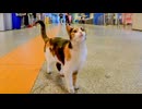 地下鉄駅の三毛猫ちゃん、売店の人や駅職員の人たちみんなに可愛がられています