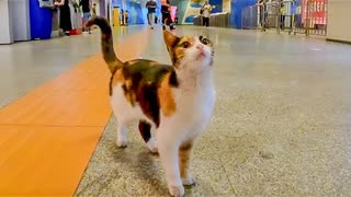 地下鉄駅の三毛猫ちゃん、売店の人や駅職員の人たちみんなに可愛がられています