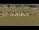 Holm Oak and bulls on a farm, drone shoots