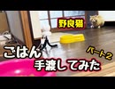 あと もう少し…【野良猫】
