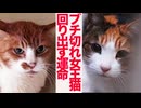 心を閉ざした女王猫、回り出す猫の運命