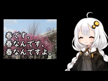 3分間　気たる春や、咲き誇るサクラに思いをはせるあかり嬢