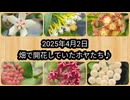 2025年4月2日畑で開花していたホヤたち♪