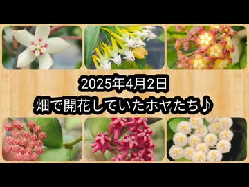 2025年4月2日畑で開花していたホヤたち♪