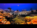 Underwater static view of tropical fishes swimming in healthy coral reef