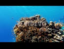 Tropical underwater sea fishes, Coral reef marine scenic view