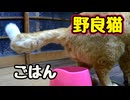 やりたい放題しすぎ！【野良猫】