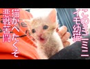 このミニイモ幼猫、猫がへたくそ過ぎる