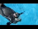 【東武動物公園】キンタロウ君へアジのプレゼント【スローモーション】