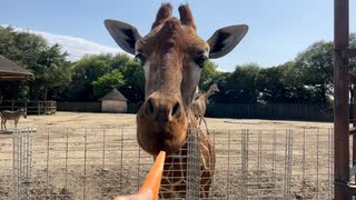 【東武動物公園】ティナちゃんへニンジンのプレゼント【スローモーション】