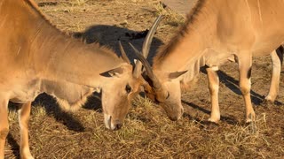 【東武動物公園】アイカちゃんとオペルちゃんの仲良しタイム【エランド】