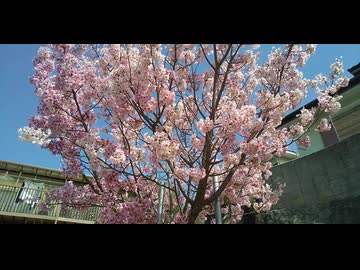 桜とバンゲリングベイ