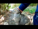 歩道を歩く野良猫に付いていってみた