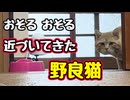 まだダメかぁ〜【野良猫】