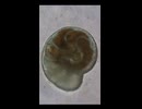 【タイムラプス】底生有孔虫Heterostegina depressaの90分を7秒で体感【顕微鏡観察】