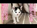 保護幼猫5兄妹、幸せへの覚悟を完了する