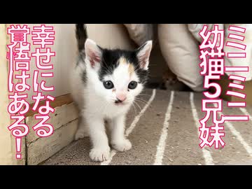 保護幼猫5兄妹、幸せへの覚悟を完了する