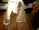 ねこVSナス