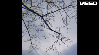 桜が咲くのを見られるなら