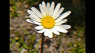うらら / Ci flower