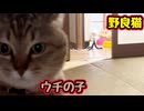 顔よw【野良猫】