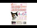 保護ねこの家譲渡会 in 天王寺