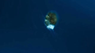 【おためし】Ep. 35 バクテリアも遺産を残す？【41秒】