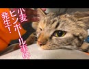 育ち盛り娘猫、小麦ピンボール事件を起こす