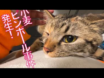 育ち盛り娘猫、小麦ピンボール事件を起こす
