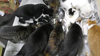 今週のおやつ（本隊）【蒼民家の猫々】_2025-0406_end